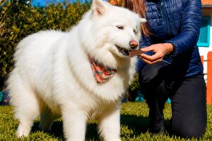 chocolate para cães cachorros