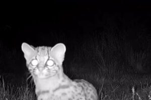 felinos animais câmera escondida