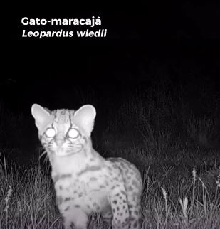 felinos animais câmera escondida