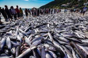 pesca tainha sc agora no vale
