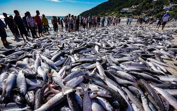 pesca tainha sc agora no vale