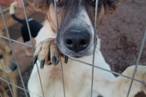 Cão no Canil