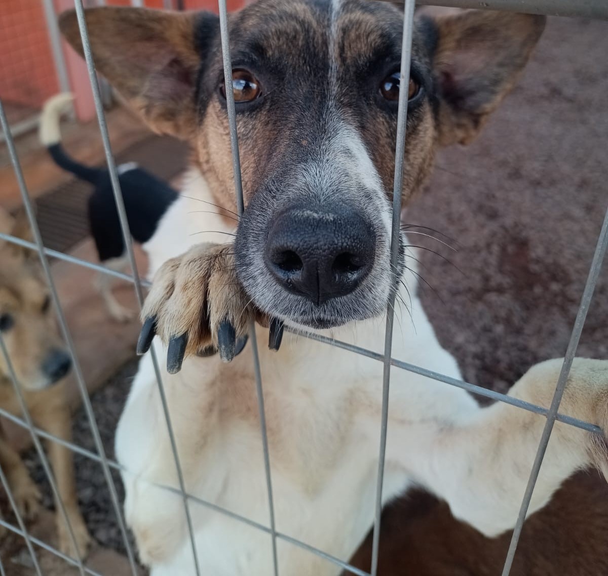 Cão no Canil