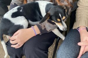 Castração animais Encantado (3)