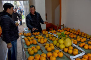 Laranja concurso