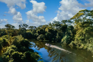Pantanal Floresta FreePik