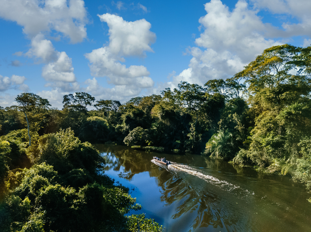 Pantanal Floresta FreePik