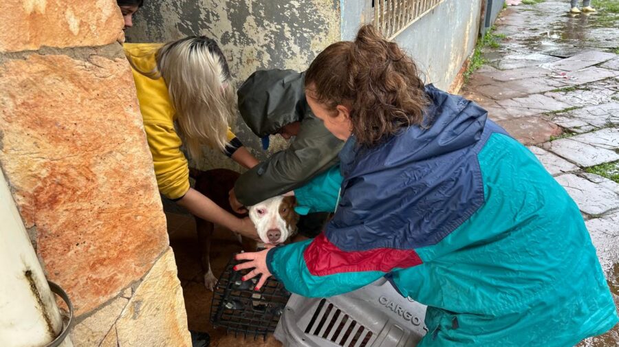 cães resgate enchente animais cão