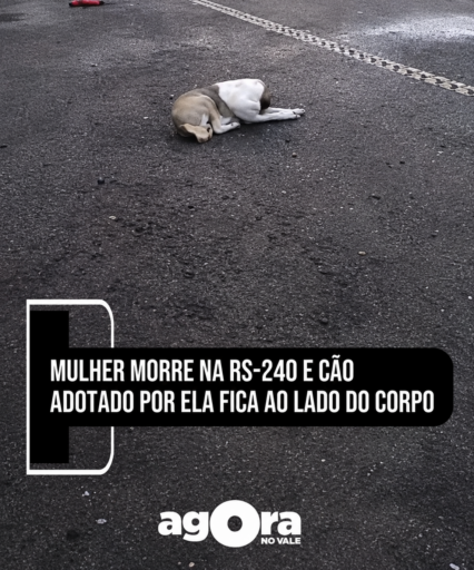cão morte dona