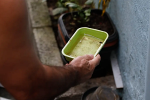 dengue água parada