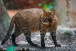 gato-palheiro-conheca-um-dos-felinos-mais-ameacado-de-extincao-do-mundo-2