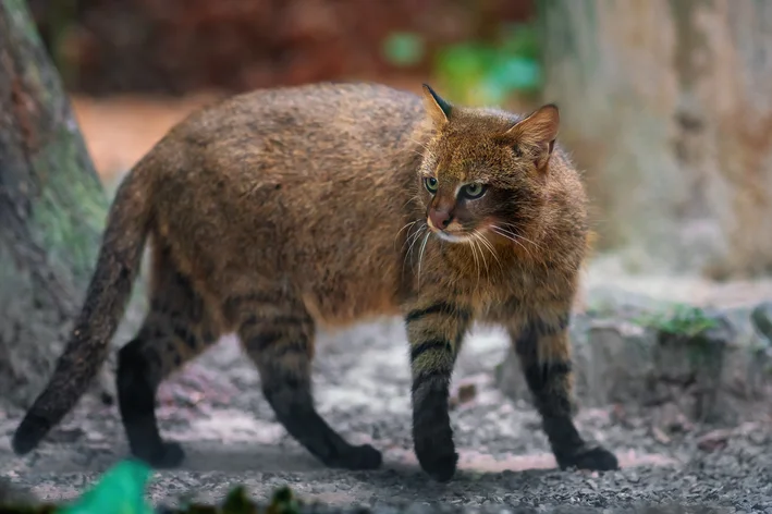 gato-palheiro-conheca-um-dos-felinos-mais-ameacado-de-extincao-do-mundo-2