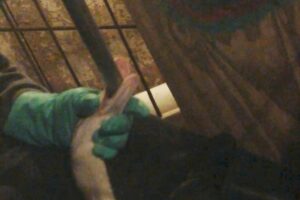 hvfgphotoforce-feeding3