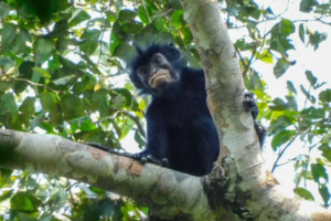 macaco nova espécie Congo bicho animal fauna