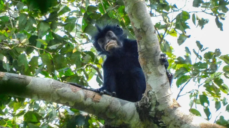 macaco nova espécie Congo bicho animal fauna