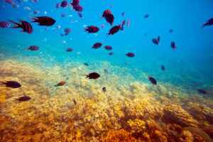 peixes fundo do mar oceanos marinha – FreePik