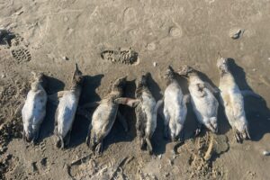 pinguins mortos