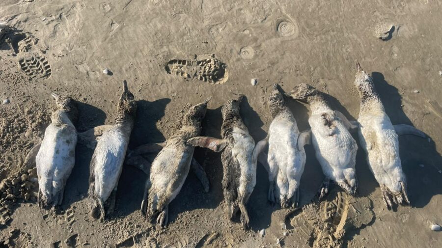 pinguins mortos